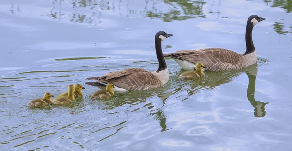 The Famn Damily, Irrigation Canal, Strathmore, AB, 2022-06-06