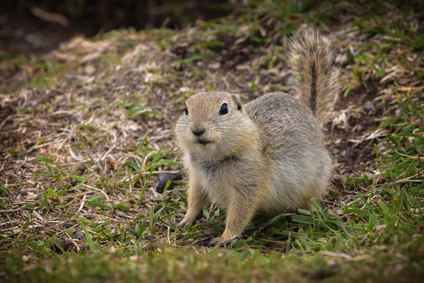 Watchful Gopher, Gray's Park, Strathmore, AB, 2022-06-07