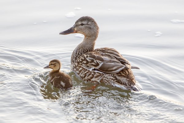 Mama and Baby Duck Swimming Away, Irrigation Canal, Strathmore, AB, 2022-06-07