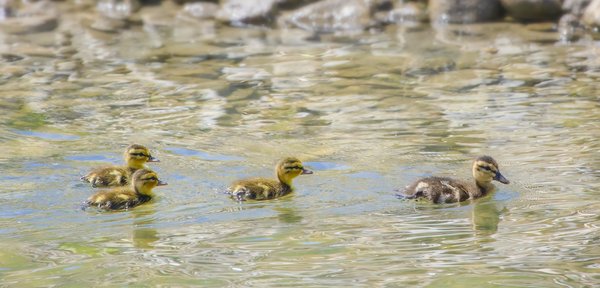 Ducklings Testing Their Independence, Irrigation Canal, Strathmore, AB, 2022-06-10