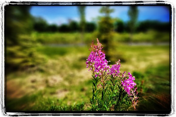 Flower Power, Gray's Park, Strathmore AB, 2022-06-28