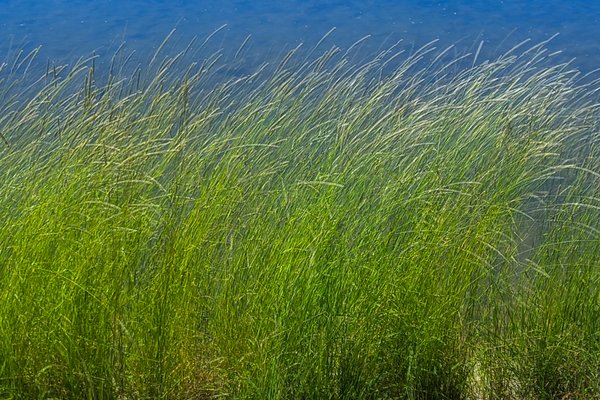 Multiple Exposure of Marsh Grass, Irrigation Canal, Strathmore AB, 2022-06-28