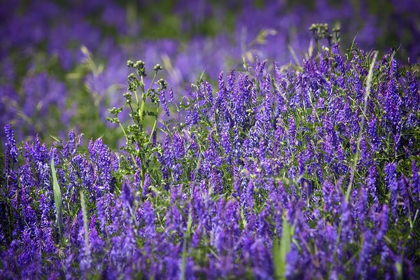 Splash of Purple, Gray's Park, Strathmore, AB, 2022-07-20