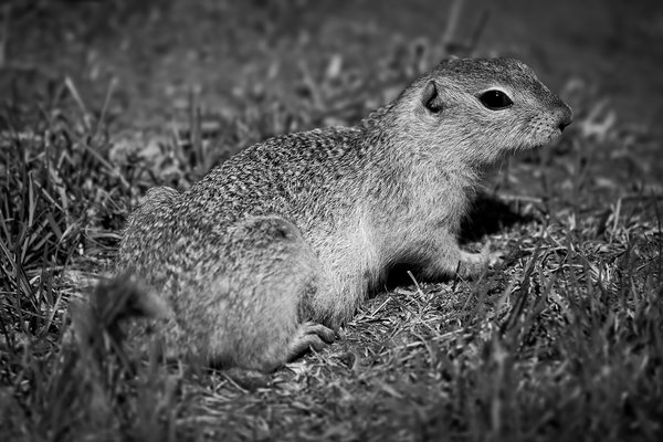 Watching You Watching Me, Gopher, Gray's Park, Strathmore, AB, 2022-07-20