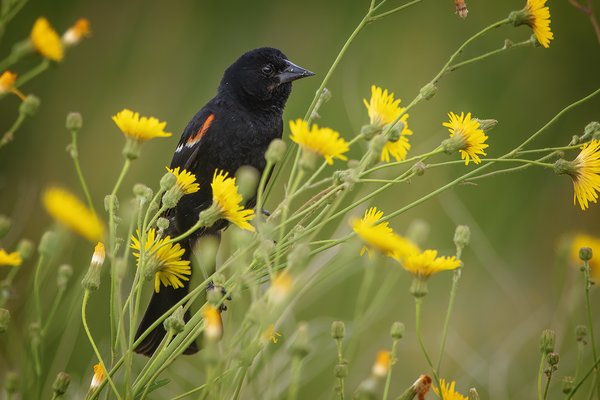Red Wing Blackbird at Rest, Gray's Park, Strathmore, AB, 2022-08-04