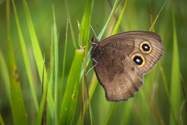Flutterby in Stealth Mode, Gray's Park, Strathmore, AB, 2022-08-04