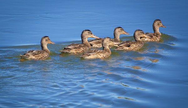 The Art of the Cruise, Young Ducks, Tom Sadler Bridge, Strathmore, AB, 2022-008-07