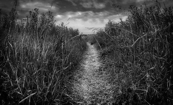 Foot Trail, Gray Park, Strathmore, AB, 2022-08-10