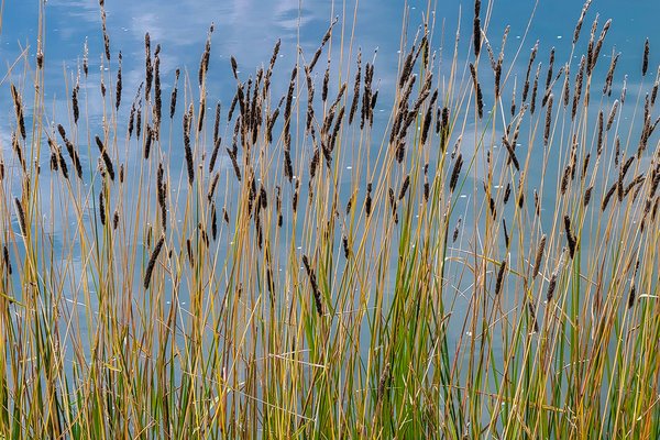 Mini Marsh Reeds, Irrigation Canal near Gray Park, Strathmore, AB, 2022-08-10