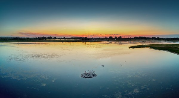 Pelicans at Dusk, Large Pond, Gray Park, Strathmore, AB, 2022-08-13