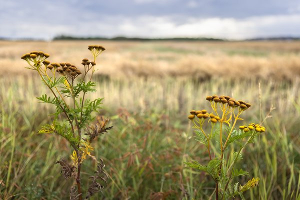 Weeds at the edge of a crop, Strathmore, AB, 2022-008-05