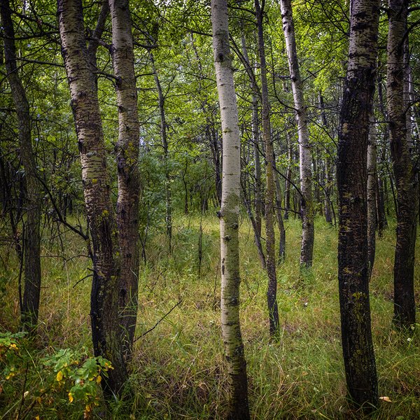 Sneaking Off the Path, Telford Lake Trails, Leduc, Alberta, 2022-08-27