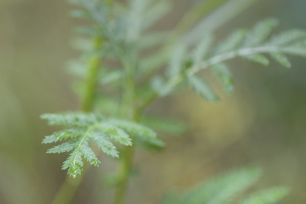 Wet Green Something Something, Telford Lake Trails, Leduc, Alberta, 2022-08-27