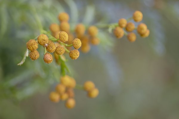 More Yellowy Orange Something Somethings, Telford Lake Trails, Leduc, Alberta, 2022-08-27