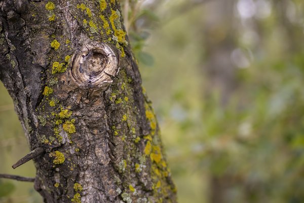 Just Stumping Along the Trail, Telford Lake Trails, Leduc, Alberta, 2022-08-27