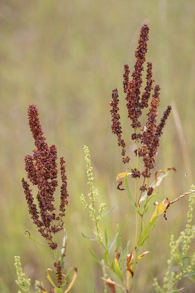 Ragweed, Telford Lake Trails, Leduc, Alberta, 2022-08-27