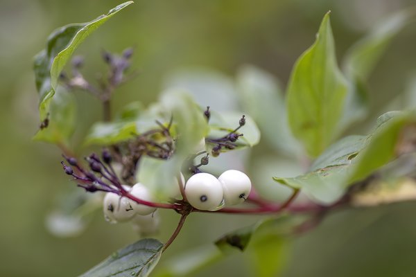 White Berries, Telford Lake Trails, Leduc, Alberta, 2022-08-27