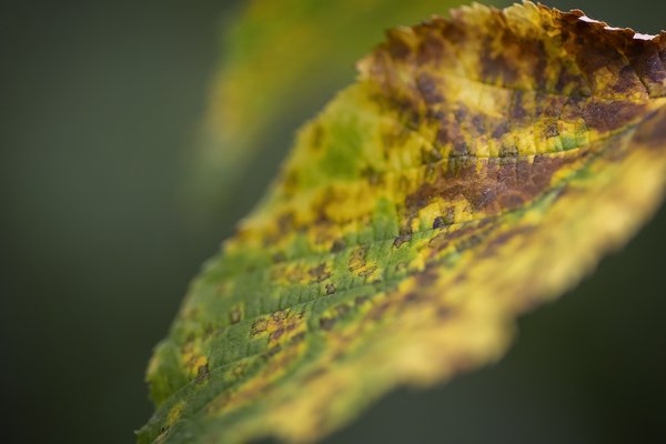 Signs of Fall 1 of 2, Telford Lake Trails, Leduc, Alberta, 2022-08-27