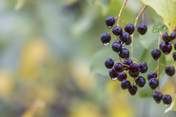 Berry Nice to Meet You, Telford Lake Trails, Leduc, Alberta, 2022-08-27