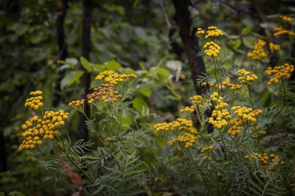 Yellow Something Somethings, Telford Lake Trails, Leduc, Alberta, 2022-08-27