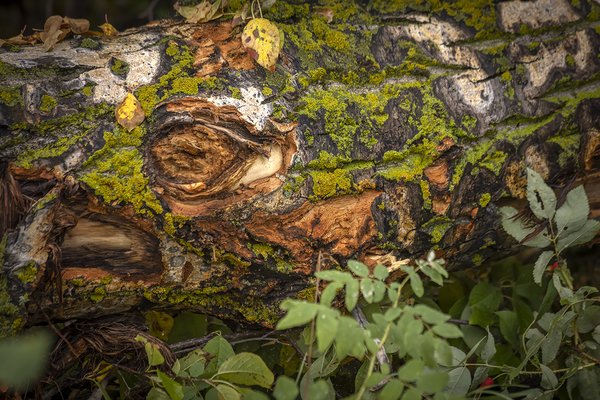 The Old Being Consumed by the New, Telford Lake Trails, Leduc, Alberta, 2022-08-27