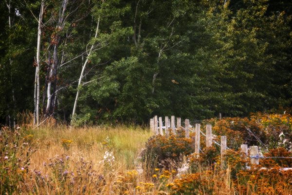 Fenced Off, Telford Lake Trails, Leduc, Alberta, 2022-08-27