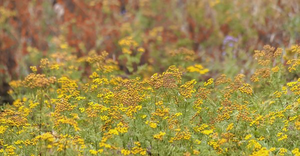 Splash of Colour, Telford Lake Trails, Leduc, Alberta, 2022-08-27