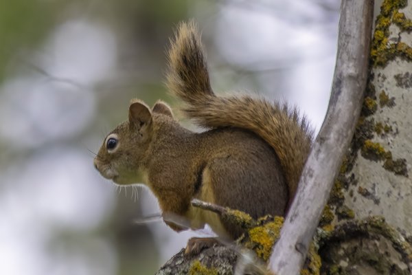 Squirrel Enlarged, Telford Lake Trails, Leduc, Alberta, 2022-08-27