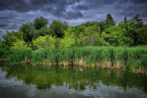 Healthy Marsh Reeds, Telford Lake Trails, Leduc, Alberta, 2022-08-27