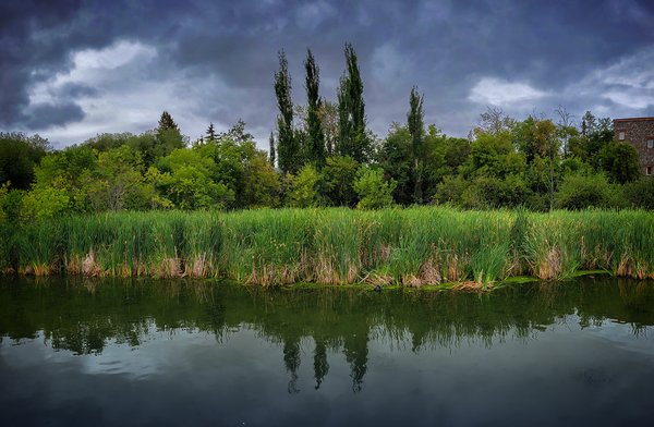 Marsh Reeds Reflected, Telford Lake Trails, Leduc, Alberta, 2022-08-27