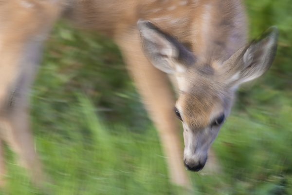 Oh Dear, It's a Deer, Gray Park, Strathmore, Alberta, 2022-08-29