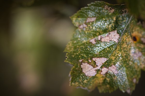 We all show our age at the end, Leaf, Gray Park, Strathmore, Alberta, 2022-09-26