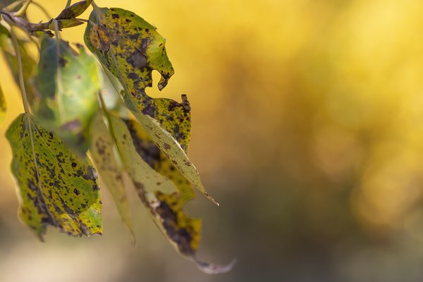 Flesh eating disease, Leaves, Gray Park, Strathmore, Alberta, 2022-09-26