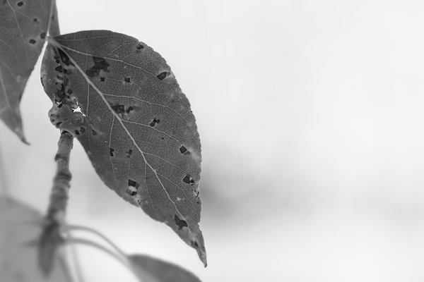 Varicose veins, Leaf, Gray Park, Strathmore, Alberta, 2022-09-26