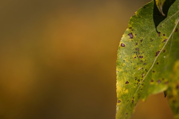 Fetch the wrinkle cream, Leaves, Gray Park, Strathmore, Alberta, 2022-09-26