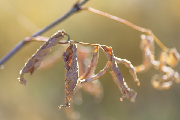 Dessicated, 2 of 2, Gray Park, Strathmore, Alberta, 2022-09-26