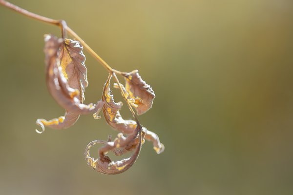 Dessicated, 1 of 2, Gray Park, Strathmore, Alberta, 2022-09-26