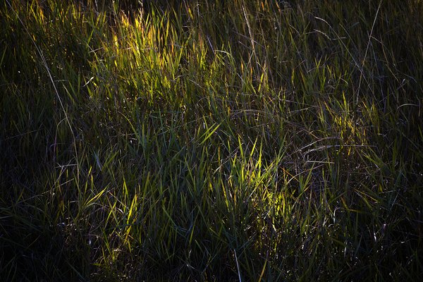 A Kiss of Sunlight, Near Tom Sadler Bridge, Strathmore, Alberta, 2022-09-26