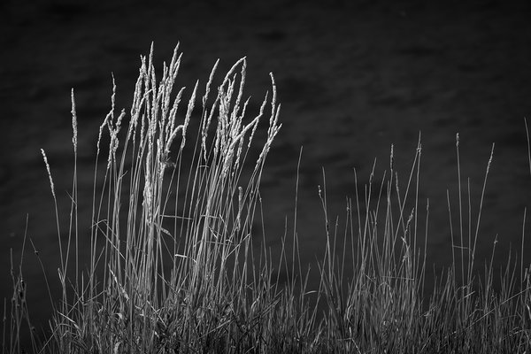 Grass along edge of Irrigation Canal, Strathmore, Alberta, 2022-09-26