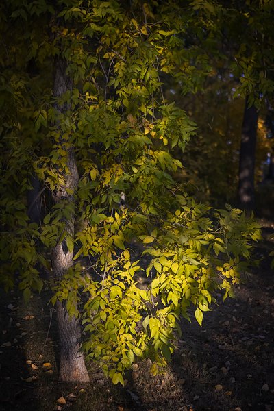 Off the path, Kinsmen Lake, Strathmore, Alberta, 2022-09-27
