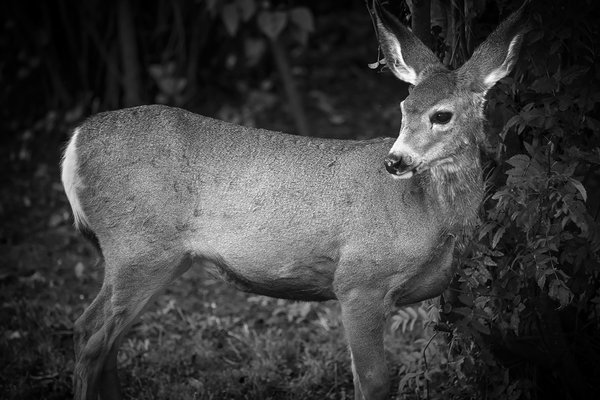 Deer Caught in the Yard Lights, Thornbriar Green, Strathmore, AB, 2022-10-02