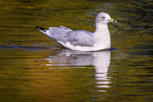 Friggin' gulls are all that's left, Kinsmen Lake, Strathmore, Alberta, 2022-10-03