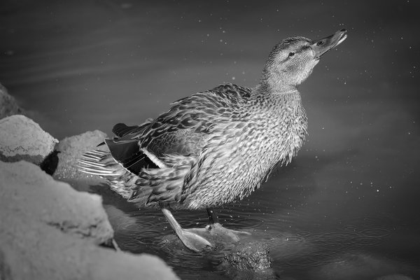 Everyone feels better after a shower, Irrigation Canal, Strathmore, Alberta, 2022-10-03