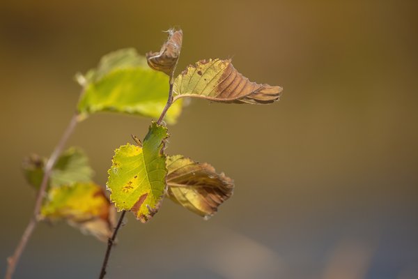 Dying with Dignity, Leaves, Gray Pond, Strathmore, AB, 2022-10-04
