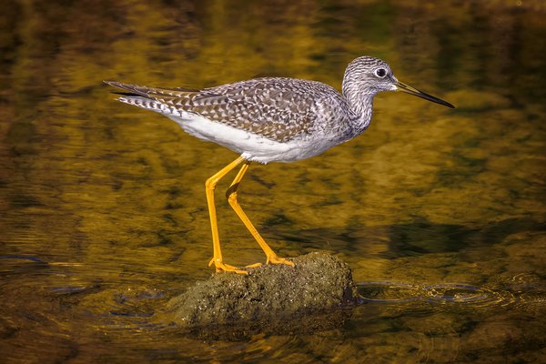 Greater Yellowlegs Perched on Mud, Irrigation Canal, Strathmore, AB, 2022-10-04