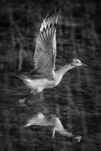 Greater Yellowlegs Taking Flight, Irrigation Canal, Strathmore, AB, 2022-10-04 B&W
