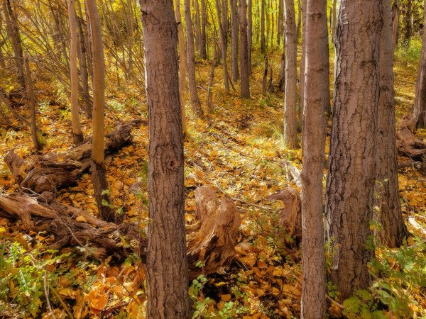 Standing Amongst The Fallen, Gray Park, Strathmore, AB, 2022-10-04