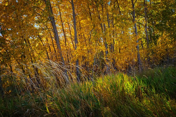 On the Edge, Gray Park, Strathmore, AB, 2022-10-04