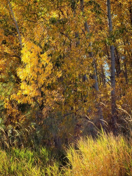 Fall Vignette, Gray Park, Strathmore, AB, 2022-10-04