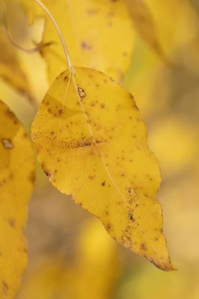 Old Yeller, Gray Park, Strathmore, AB, 2022-10-05